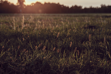 Vintage sunset over summer fields, calm viewの写真素材