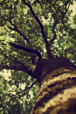 forest trees. nature green wood sunlight backgroundsの写真素材