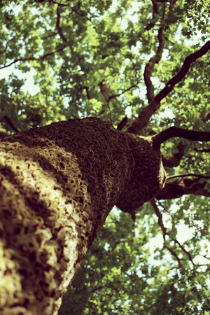 forest trees. nature green wood sunlight backgroundsの写真素材