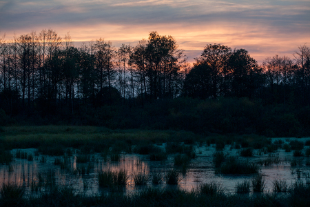 Evening mistical bog landscape in autumn at cloudy dayの写真素材