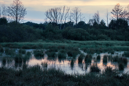 Evening mystical bog landscape in autumn at cloudy dayの写真素材