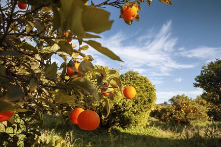 Mandarin orange tree with ripe fresh fruit in the field, harvest tangerine tree and shadow in the sunlight.の写真素材