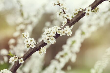 Selective focus of Beautiful cherry blossom.の写真素材