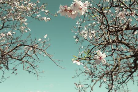 Selective focus of Beautiful almond blossomの写真素材