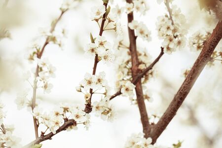 Selective focus of Beautiful cherry blossomの写真素材