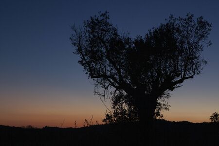 Tree in the shape of heart, sunset background with colors gradient.の写真素材