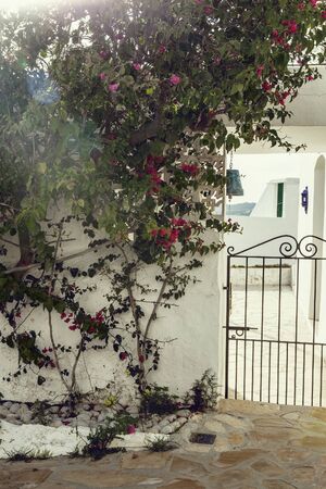 Beautiful bush of blooming bougainvillea and decoration in the garden at the entrance to the mediterranean style houseの写真素材