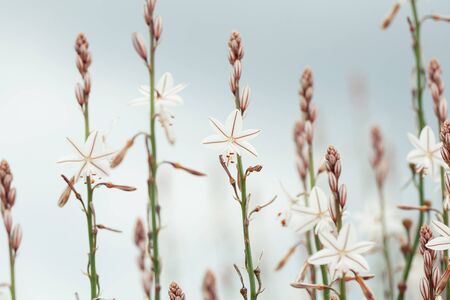 White flowers on blue sky background