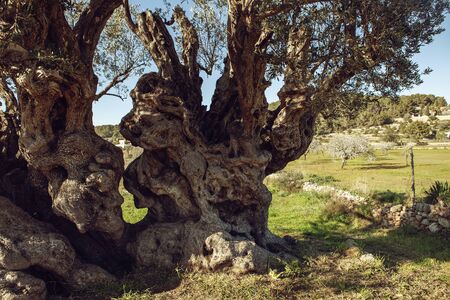 Mediterranean olive field with old olive tree ready for harvest.の写真素材