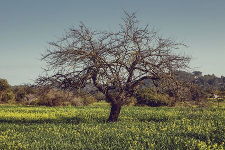 Dry lonely tree on a spring blossom fieldの写真素材