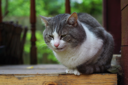 a white and grey cat relaxes outdoorsの写真素材