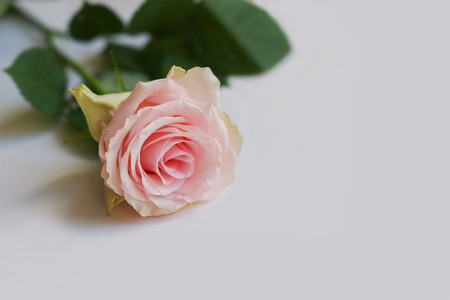 Beautiful pink rose with leafs on a light backgroundの写真素材