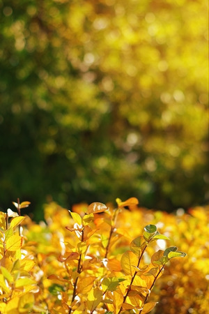 Autumn leaves on sunny day with bockeh . Fall background. Copy spaceの写真素材