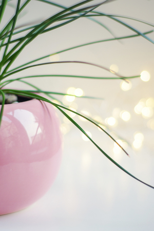 Round pink pot with a plant zefirantes. の写真素材