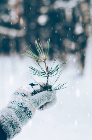 A hand of woman in the knitted mitten is holding the branch of pine on winter forest backgroundの写真素材