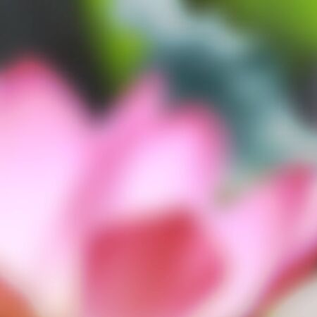 vector blurred background of pink lotus flowerのイラスト素材