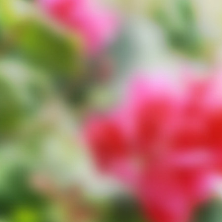 vector blurred background of pink tropical flowersのイラスト素材