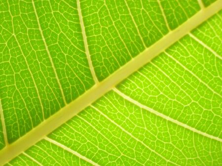           Macro Leaf-with back litの写真素材
