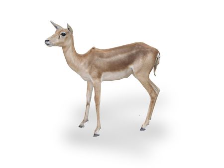 Deer on whiteの写真素材