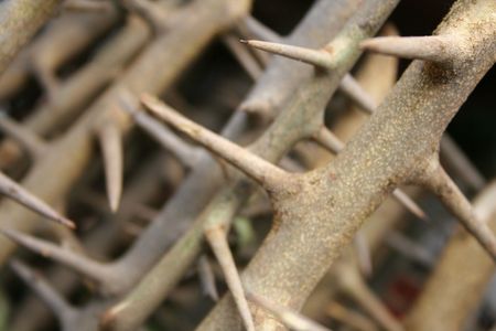 close-up of  branches with thornsの写真素材