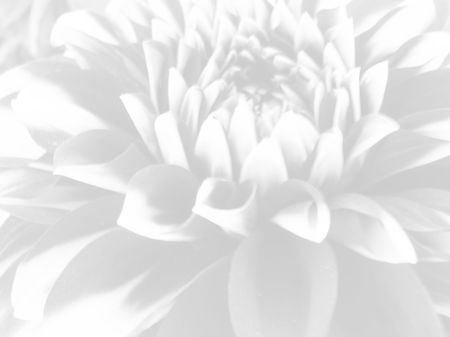           White  Flowers Backgroundの写真素材
