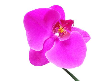           Pink orchidの写真素材