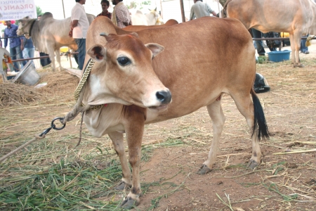 Hyderabad,Ap,India- March 30,2012:  Shortest cow exhibited  in Desi Cow Mela of indigenous 29 existing breeds. のeditorial素材