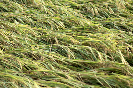 Ripe paddy crop affected by cyclone in Indiaの写真素材