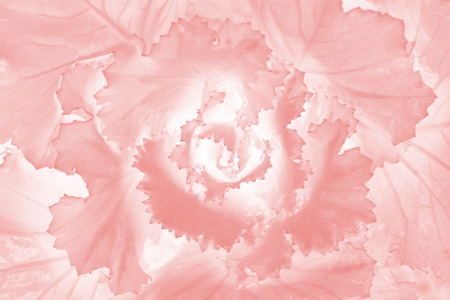 cabbage flower background