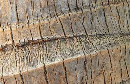 Close-up of coconut tree branch texture for use as background