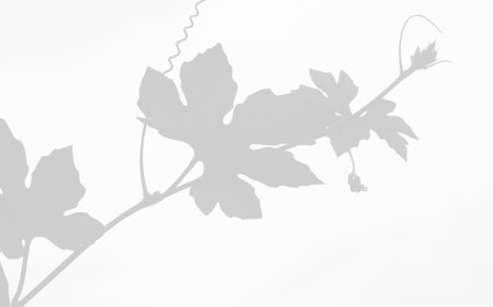 Close-up view of snake gourd leaf hanging on stemの写真素材