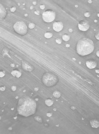Close-up view of rain drops on leaves,for use as backgroundの写真素材