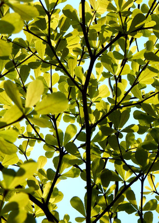Close-up view of Green leaves of a plant against blue sky