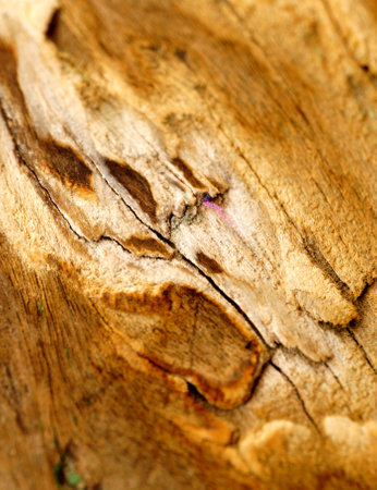 Close-up view of weathered wooden plank for use as backgroundの写真素材