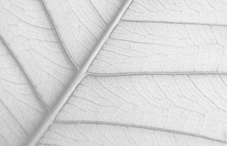 close up of black and white leaf texture abstract nature background for design