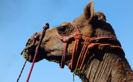 Close-up view of Indian Camel head aginst blue skyの写真素材