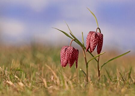 Beautiful lily flowers in Springの写真素材
