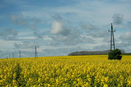 Yellow canola landscape in Spring with electric pylon