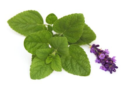 Balm & lavender herbals over white background