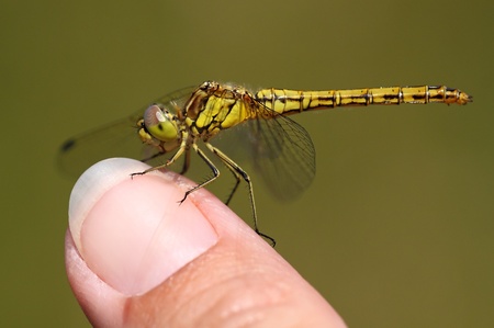 Beautiful yellow dragonfly on fingerの写真素材