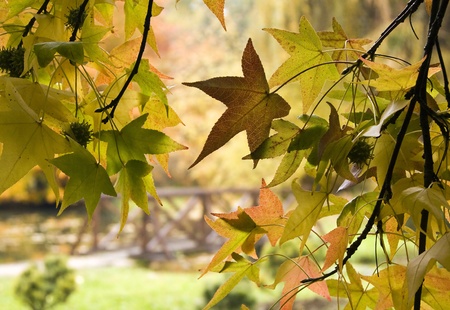 Beautiful Autumn