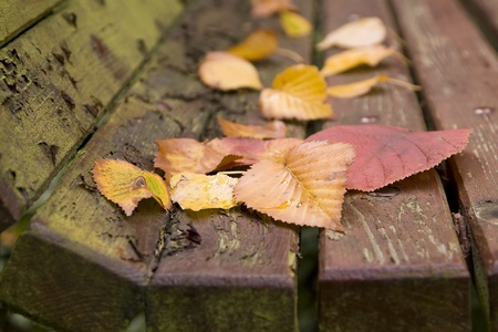 Beautiful Autumn leaves on old bench