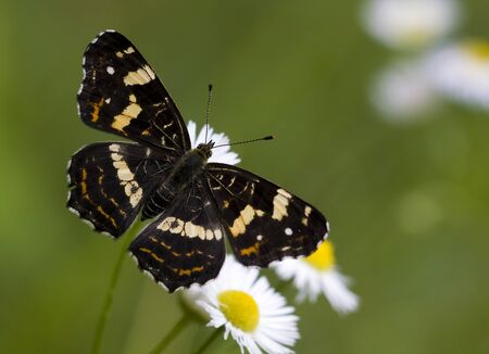 Araschnia levana - Map butterfly second generationの写真素材