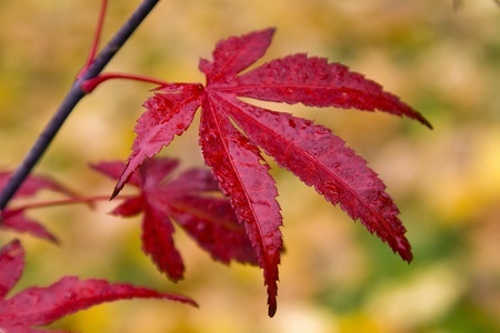 Beautiful palmatum in Autumnの写真素材