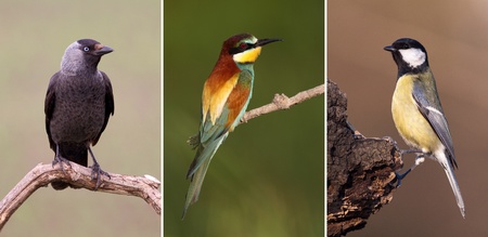 Bird collection - European Bee-eater,  Jackdaw  and Titmouse の写真素材