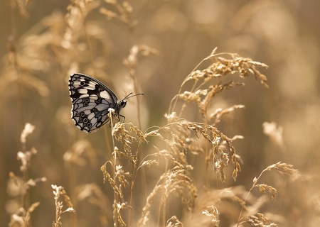 Beautiful Marbled White butterfly sitting on the grassの写真素材