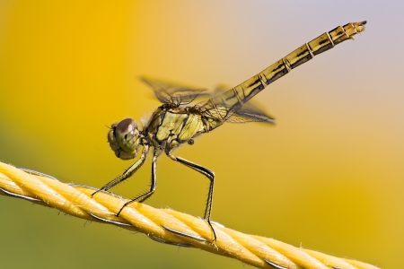 Dragonfly sitting on a yellow ropeの写真素材