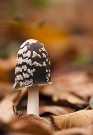 Small spotted mushroom in the Autumn woodの写真素材