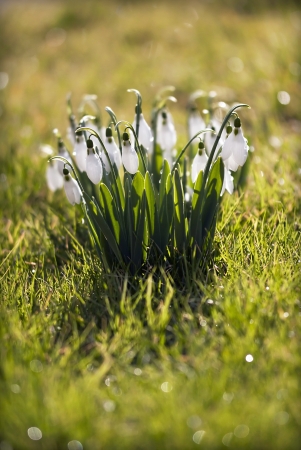 Beautiful white snowdrops on a sunny day in Winterの写真素材