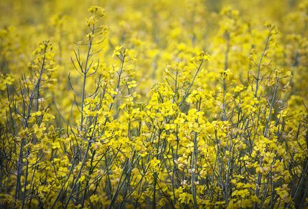 Beautiful blooming rape field 
